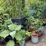 Balkon Gemüse Garten 23