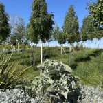 Elefantenohr im Spinellipark