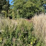 Staudenbeet Luisenpark