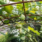 Da wächst die erste Chayote.