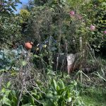 Bronzefenchel im Beet