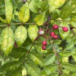 Heiße Schnecke auf Szechuan Pfeffer.