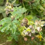 Samenkapseln der Gemüsemalve.