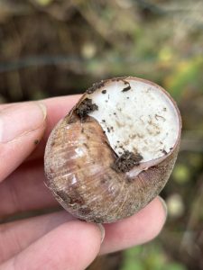 Weinberg Schnecke Kalkdeckel