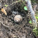 Noch Laub oben drauf als Schutz.