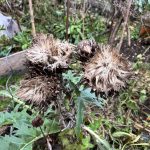 Artischocken Blüten im Winter.