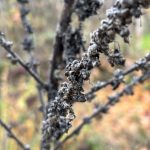 Königskerze Samenstand