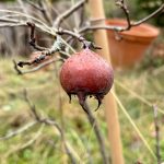 Die letzte Mispel im Winter.