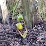 Winterlinge, aus Saatgut gezogen.