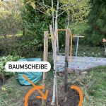 Die Baumscheibe vom Nussbaum.