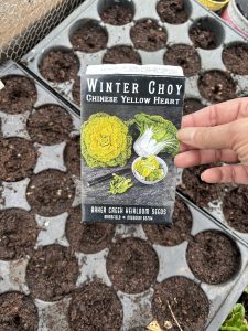 Aussaat in Tray zur Anzucht.