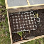 Anzucht vom Kohl in Frühbeet.