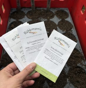 Anzucht Kreuzkümmel