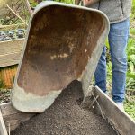 Schwarzerde wird im Hochbeet aufgebracht.