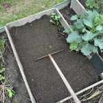 Schwarzerde im Gemüsebeet.