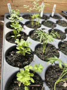 Petersilien Anzucht.