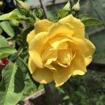 gelbe Rose aus dem Kleingarten