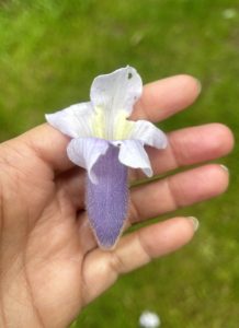 Blauglockenbaum Blüte - KiriKiri.