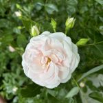 Schneeweisschen Rose