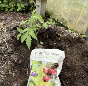 Kalimagnesium Tomaten pflanzen.