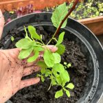 Selbst gezogener mexikanischer Koriander.