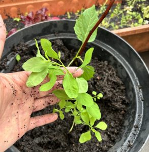 Selbst gezogener mexikanischer Koriander.