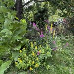 Blumenbeet Benjeshecke Juni 24