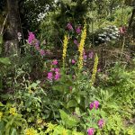 Das Blumenbeet an der Benjeshecke 2024.