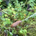 Nacktschnecken auf Wermuth