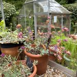 NS Nursery, Kitchengarden