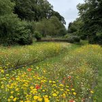 NS Nursery Blumenwiese