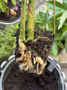 Japanischer Ingwerwurzel Zucht