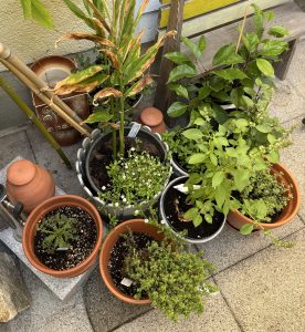 Kräuter von Rühlemanns