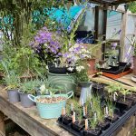 NS Nursery, Gärtnerei