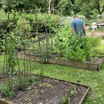 NS Nursery, Kitchen Garden