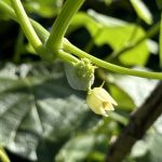 weiblicher Fruchtansatz der Chayote