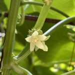 männliche Chayote Blüte