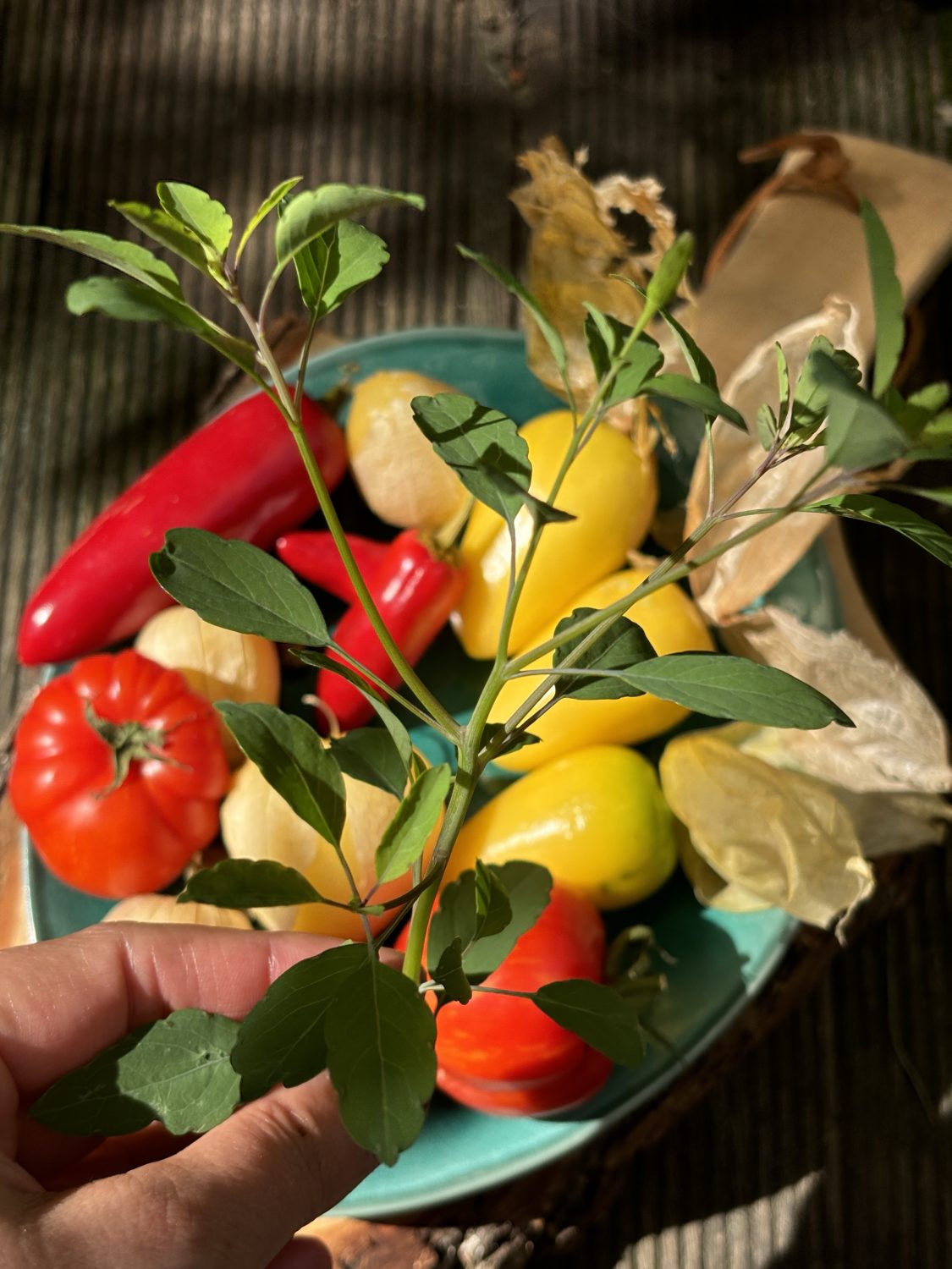 Zutaten mexikanische Salsa.