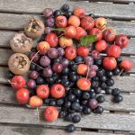 Wildobst aus dem Garten.