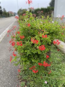 Standard Geranien wie mein Vater sie hatte.
