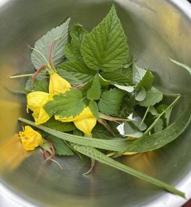 Kräuter sammeln für einen Krätuertee.