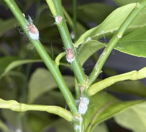 Wollläuse auf Zitronenbaum