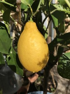 Die letzte Zitrone seit Jahren.