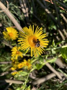 Biene auf Echter Alant Blüte