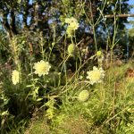 "Blauhügel" Krätzkraut (Scabiosa ochroleuca)
