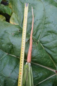 Im Juni bereits 23 cm