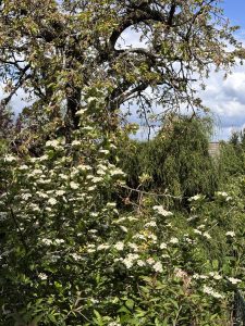 Apfelbeeren Busch unterm Kirschbaum.