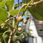 Knospen weiblicher Kiwipflanze