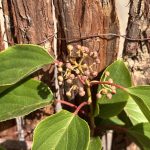 Knospen männlicher Kiwipflanze