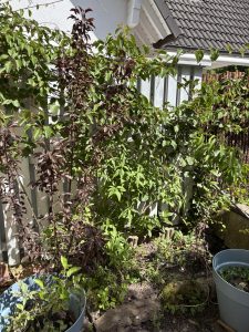 Männliche Kiwi am Zaun.